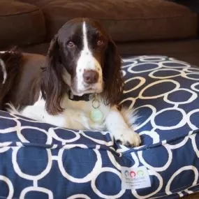 Freehand Circles Dog Beds with Personalization