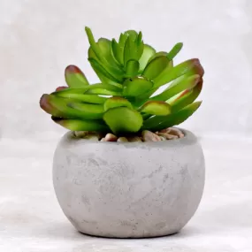 Mini Succulent | Adromischus