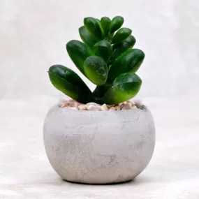 Mini Succulent | Window Haworthia